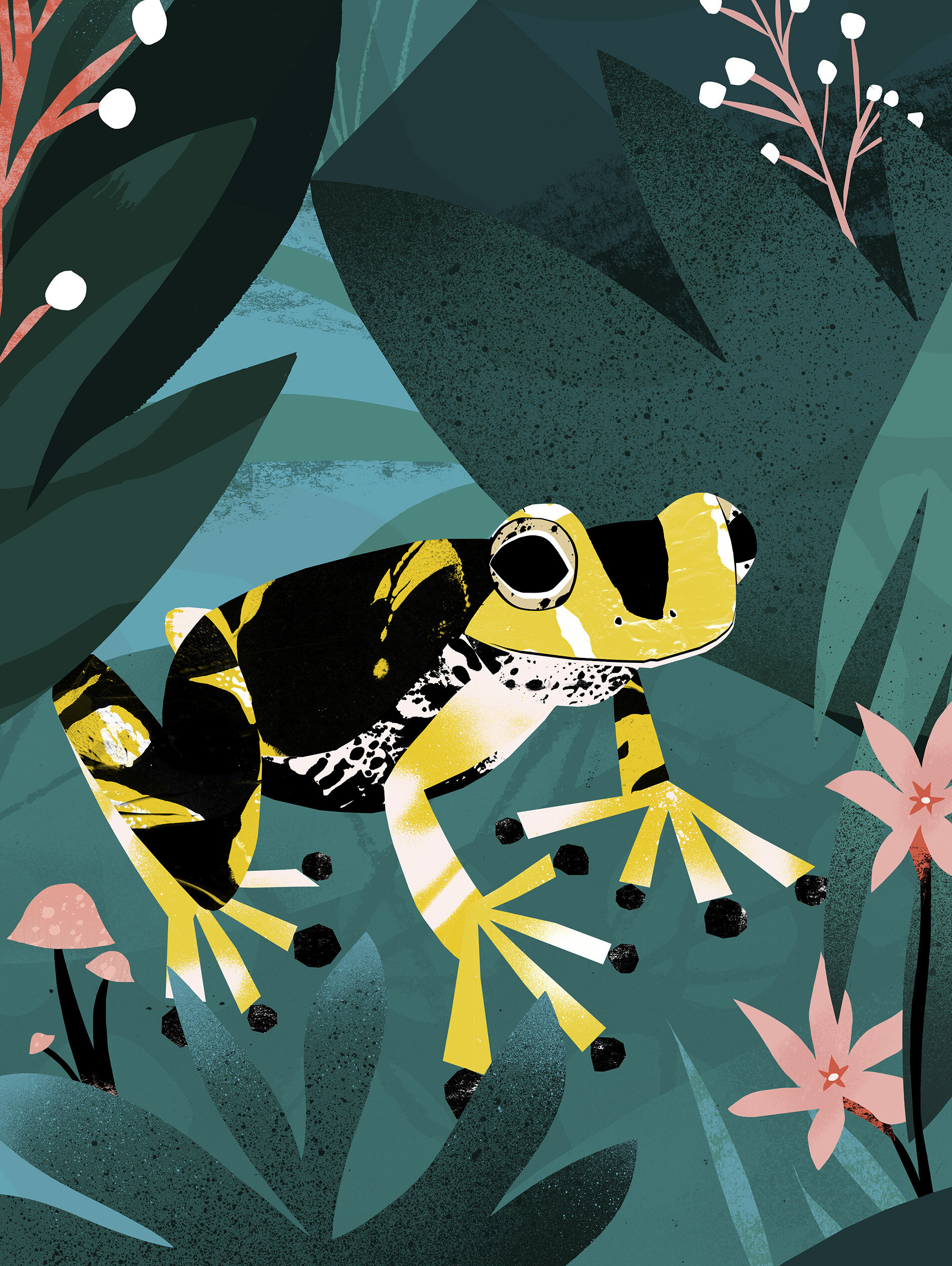 ‘Bumblebee Dart Frog’  Available to Licence