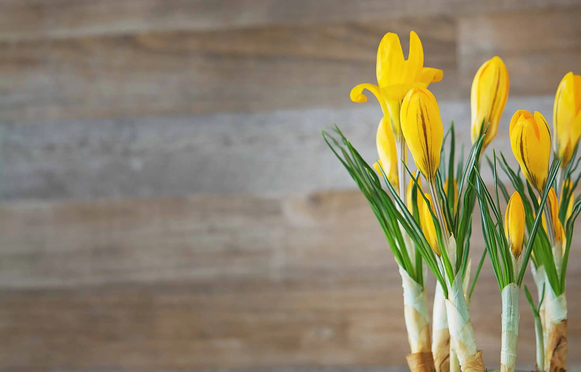 crocus-1307990_s.jpg
