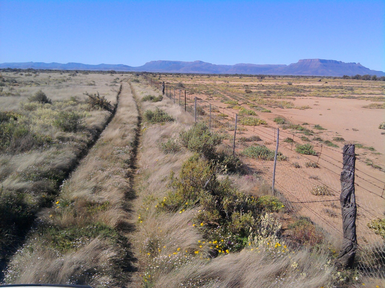 The left side of this fence is where holistic planned grazing was used.