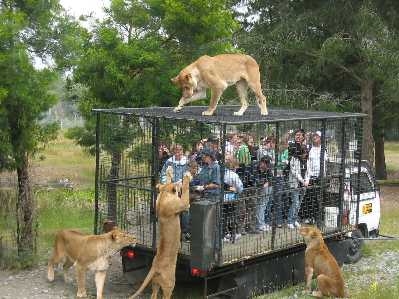An inside-out Zoo? (CC BY Greg HewGill)