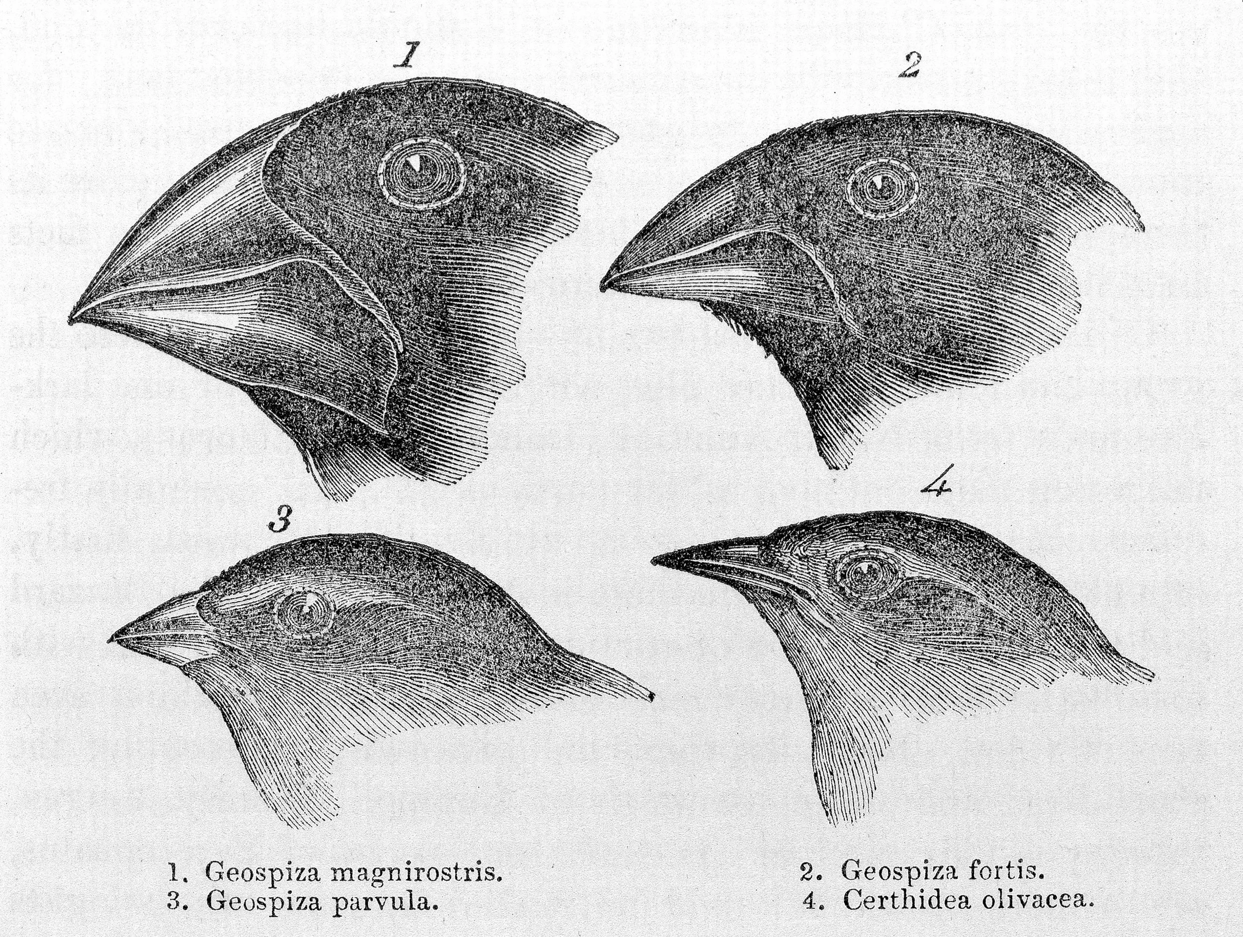 Source: Charles Darwin. 1845. "Journal of researches into the geology and natural history of the various countries visited by H.M.S. Beagle."