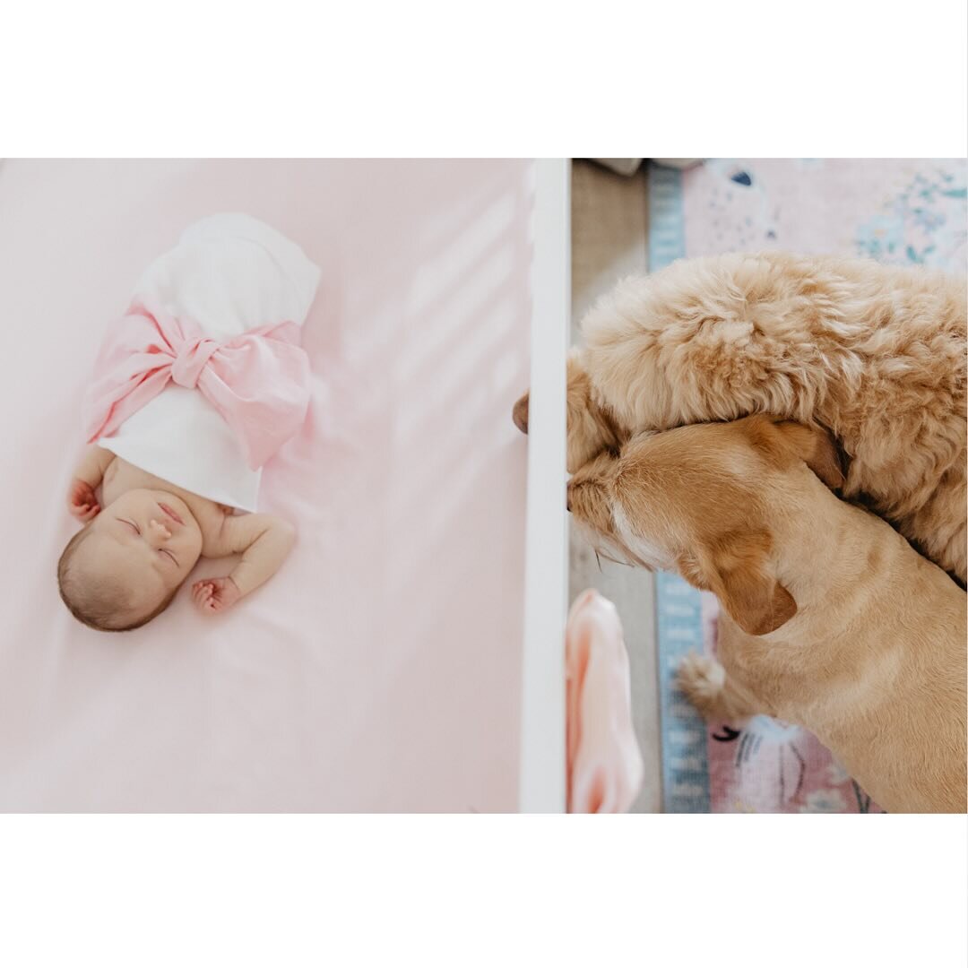 The sweetest angel girl with her two pups💕 can&rsquo;t believe I have been photographing Brandi and Scott for 5 years and get to capture these special moments