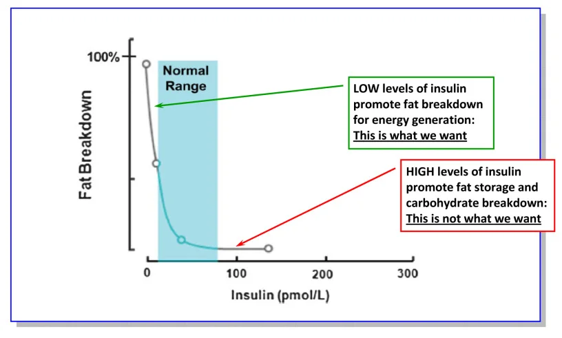 Graph Showing the fat storage effect insulin has on the body. Keep insulin and blood sugar low and keep burning fat! Graph Credit: http://eatingacademy.com/wp-content/uploads/2011/11/Relationship-between-insulin-and-fat-metabolism.jpg
