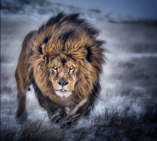 Wrestle Like an Animal