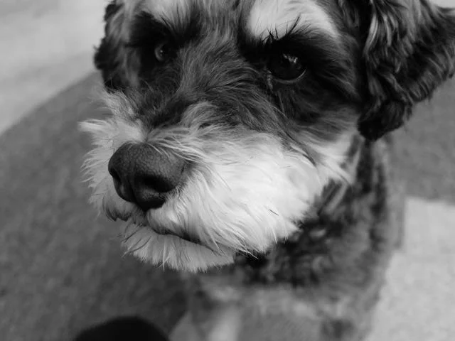 Lola: biscuits and barking