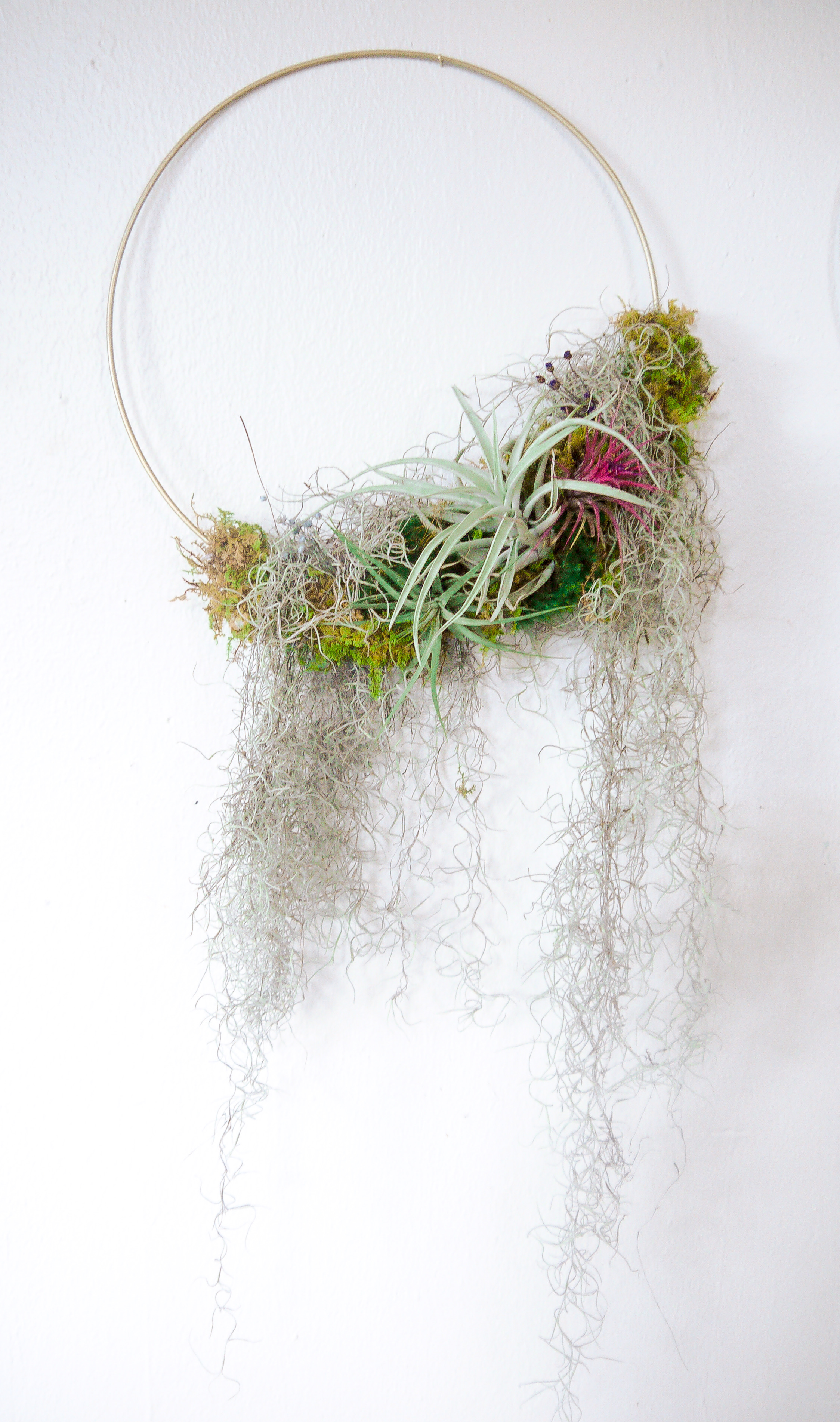 Air Plant Wreath w- Spanish Moss.jpeg