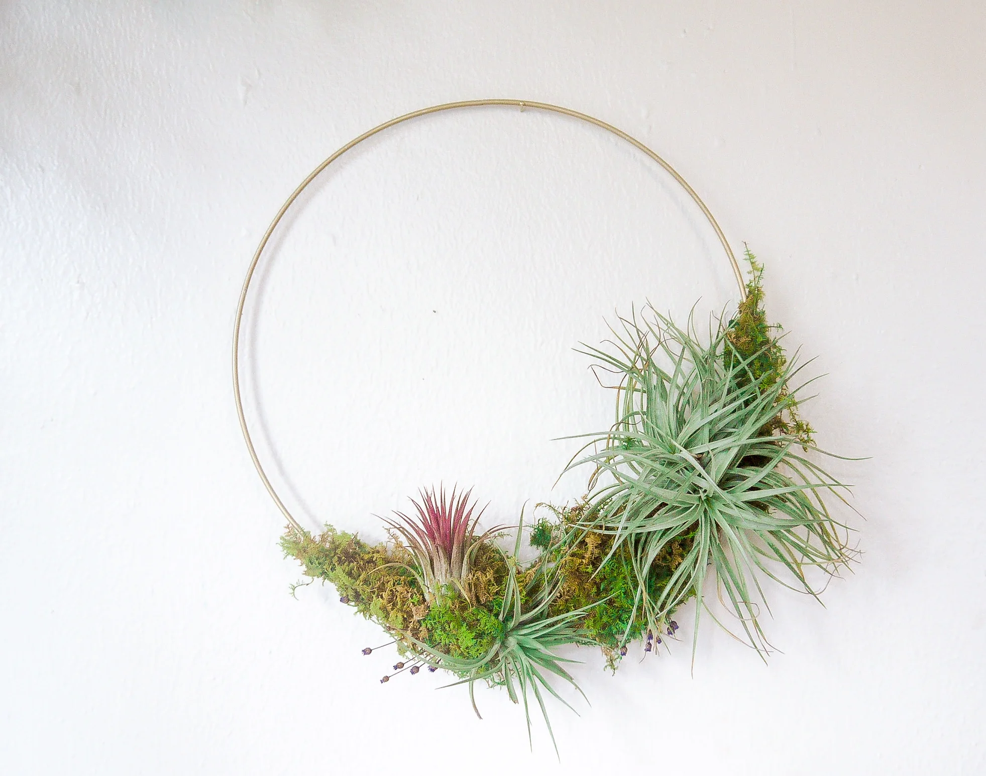Air Plant Wreath.jpeg
