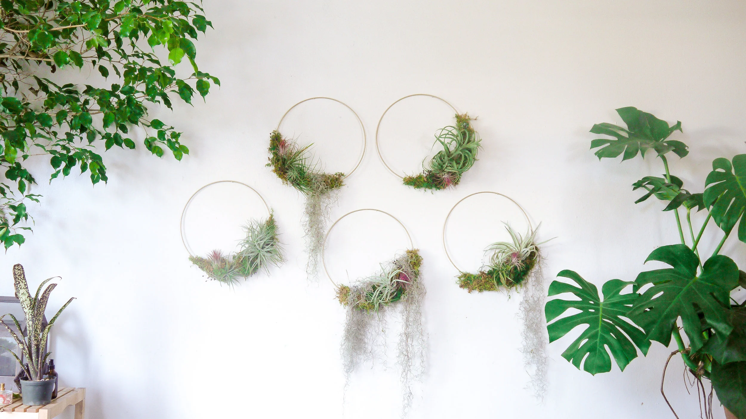 Air Plant Wreath Set.jpeg