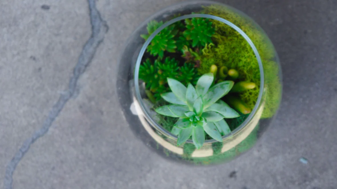 Succulent + Crystal Terrarium FQ-15.jpg