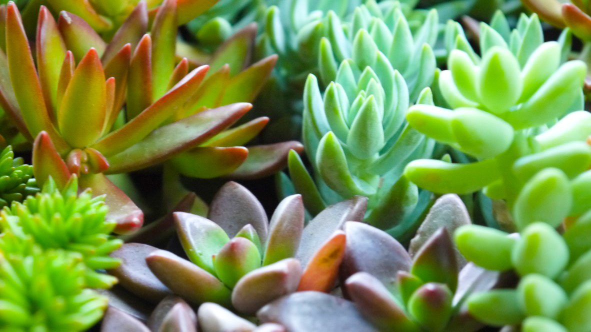 Succulent + Crystal Terrarium FQ-20.jpg
