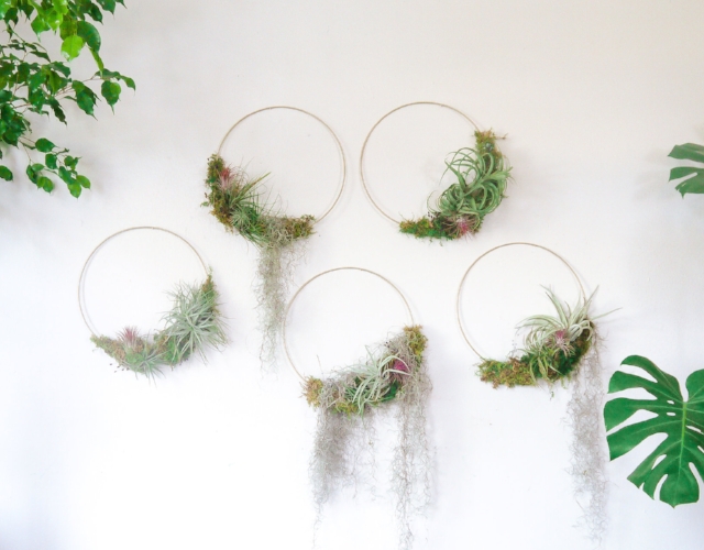 Air Plant Wreath Set.jpeg