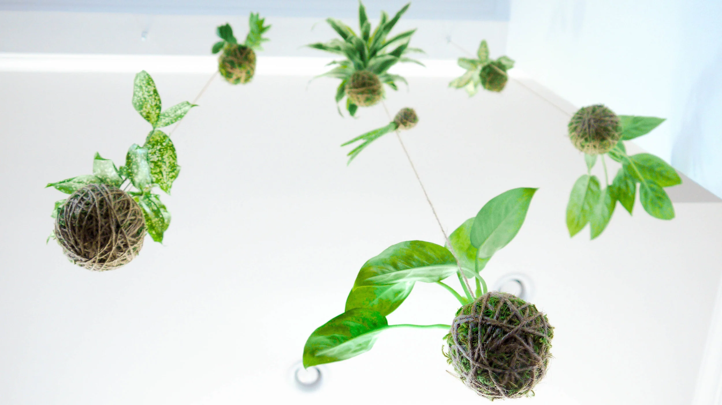 String Garden-2.jpg