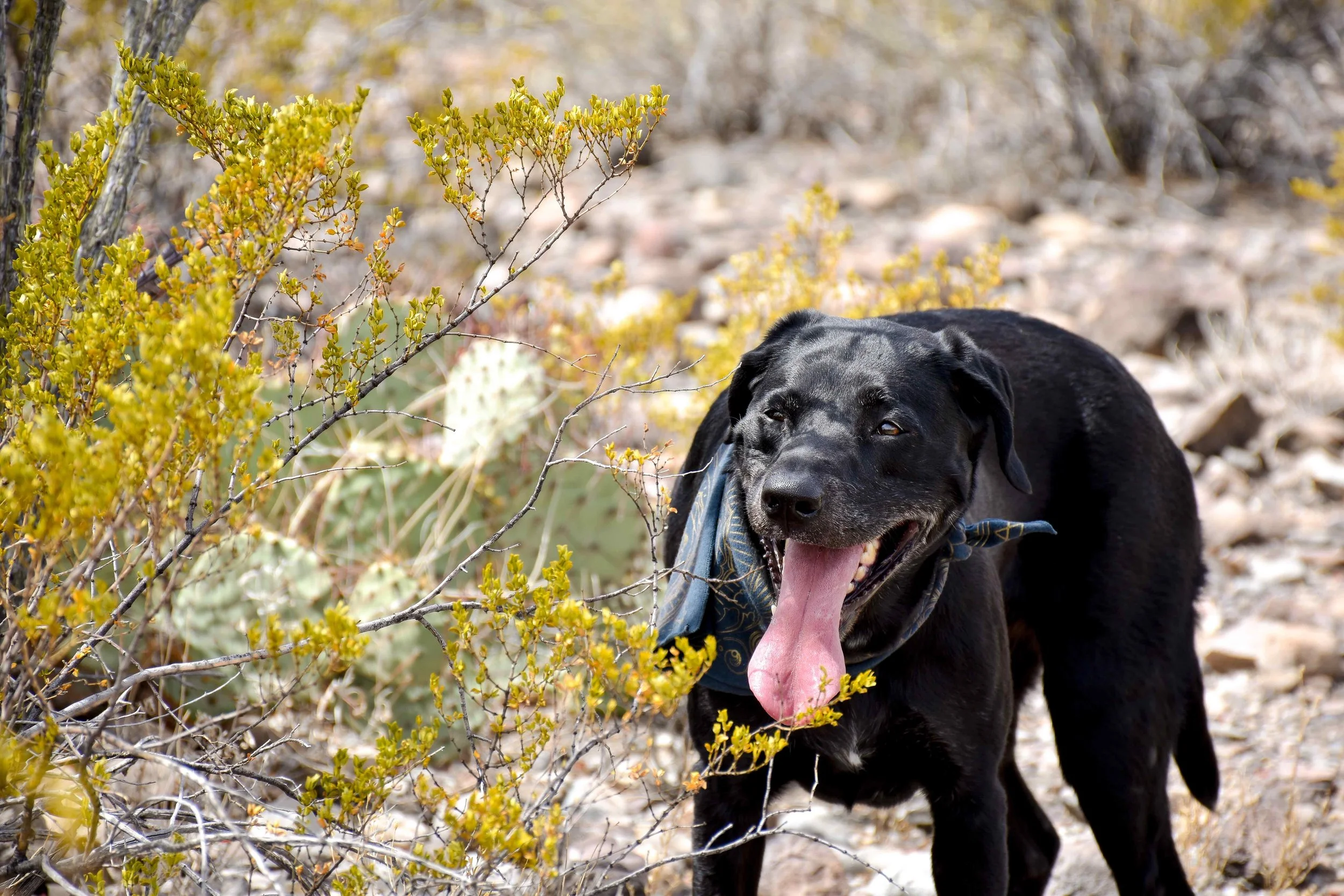 BELLA LUNA LOVING THE TERRAIN