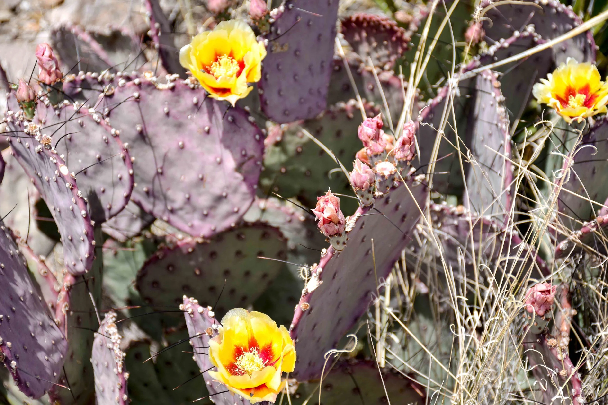 OPUNTIA MACROCENTRA - PURPLE PRICKLY PEAR