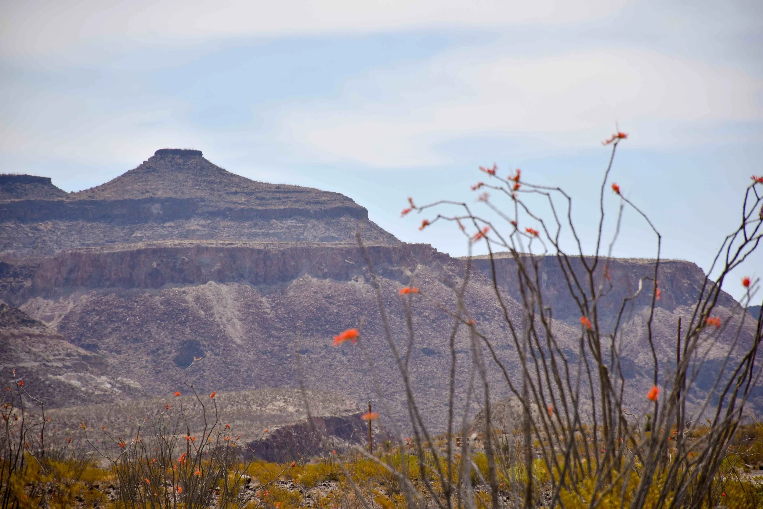 FOUQUIERIA SPLENDENS - OCOTILLO CACTUS BLOOMING IN THE FOREGROUND OF THE CHISOS MOUNTAINS