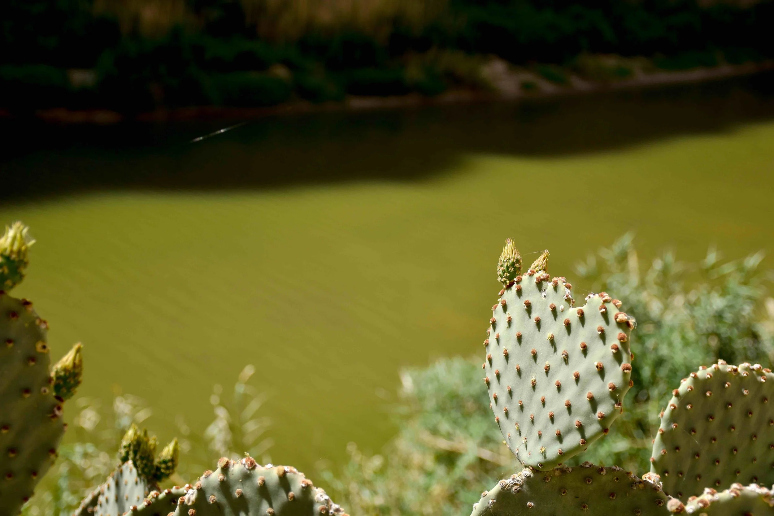 big bend cactus.jpg