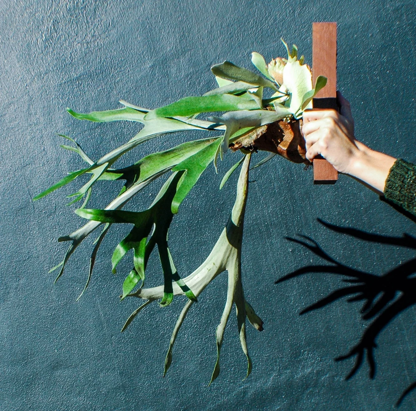 Staghorn Contrast.jpg.jpeg