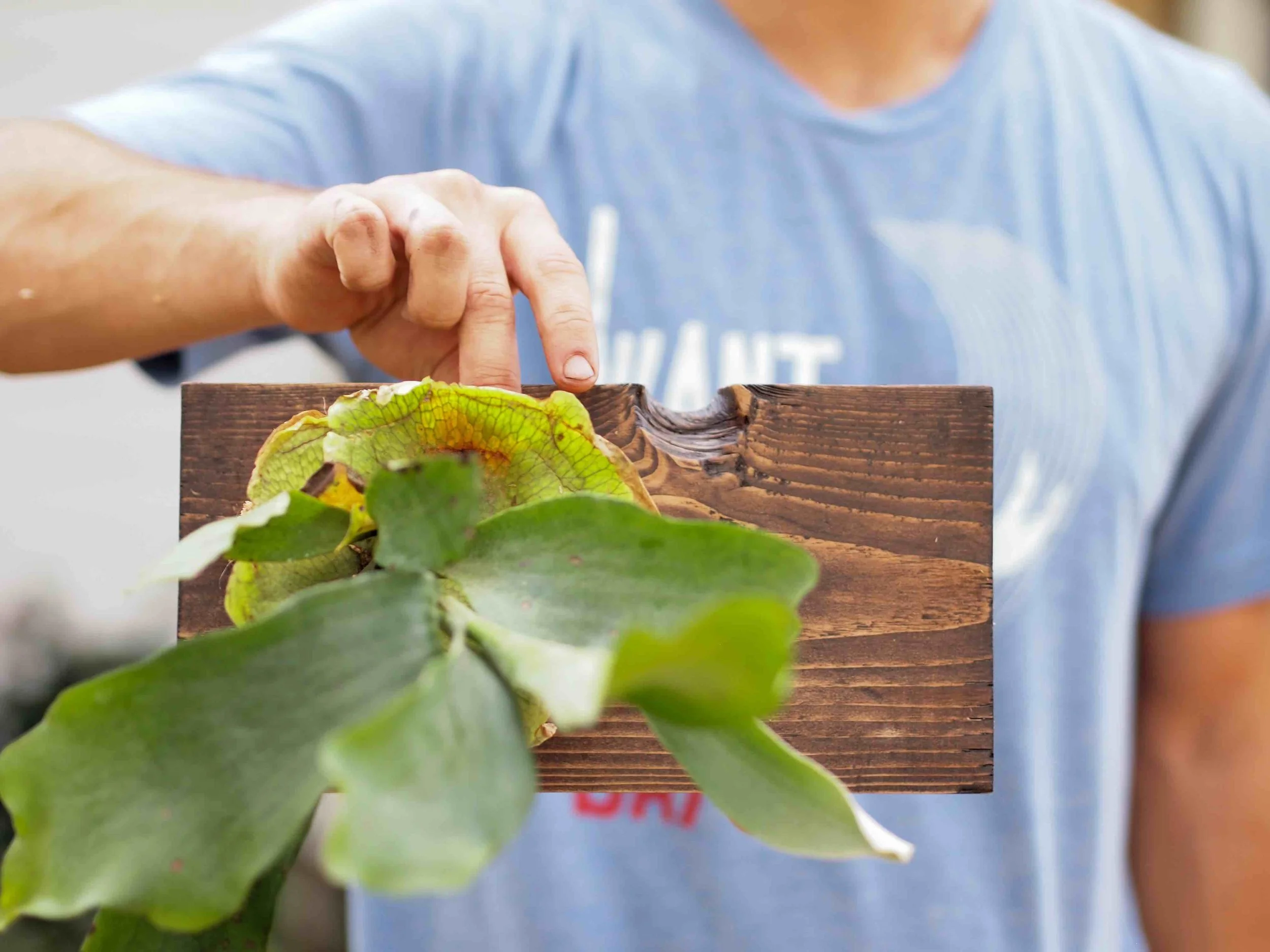 Staghorn stephen.jpg