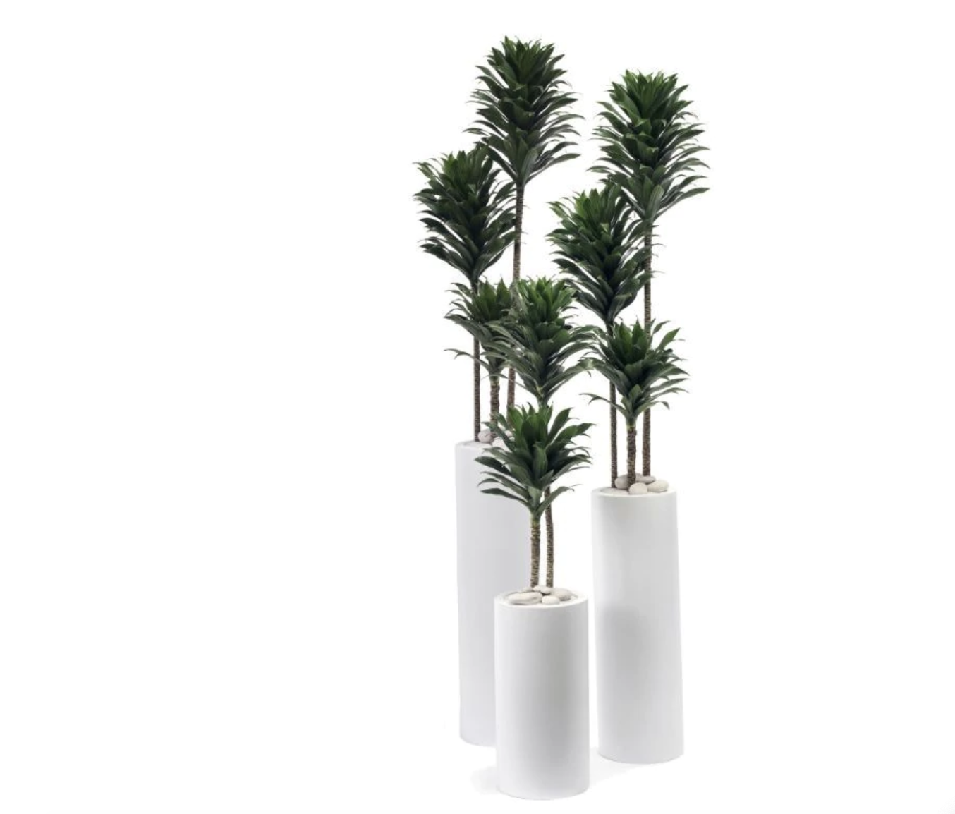 GALAXY FOREST STARTING AT $1500