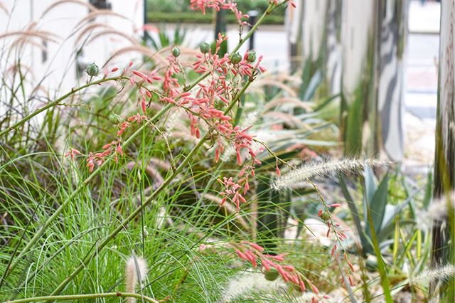 Desert blooms and grasses along the streetcar line ππΊπΎ
.
.
.
Planting gardens around New Orleans and witnessing their growth is purely magical. β¨
.
.
.
#Lunabotanicals #neworleans #neworleansdesign #landscapearchitecture #landscapedesigns #xeriscapegarden #desert