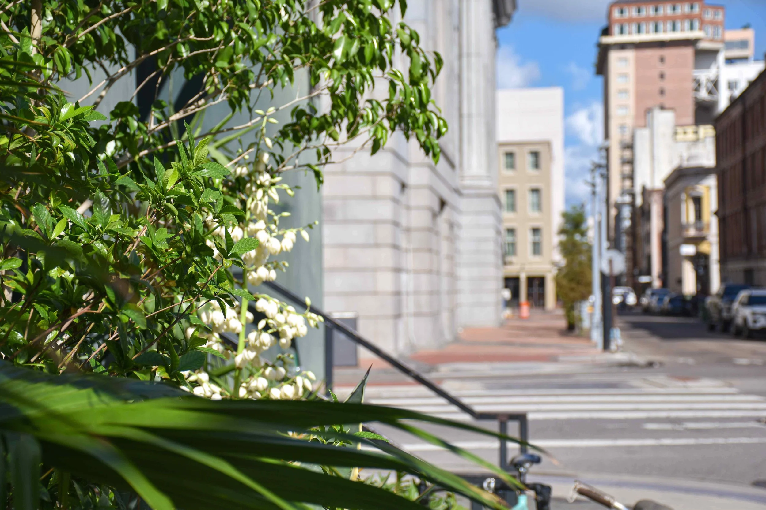 Canal Iberville FQ Agave bloom.jpg
