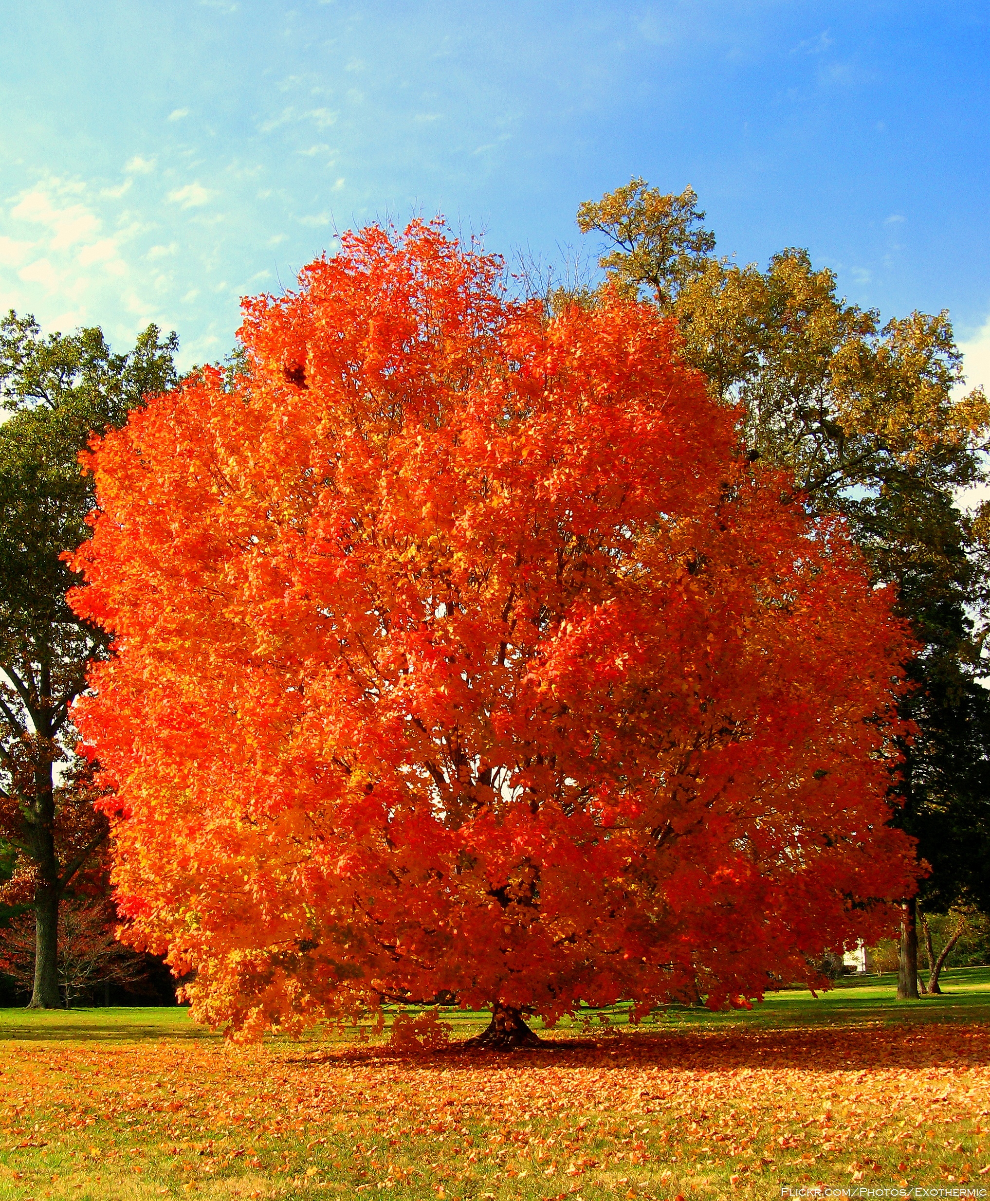 Orange tree aglow (image from Wikipedia Commons)