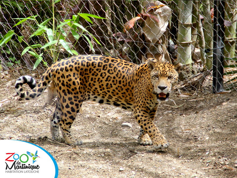 Pattes de velours et crocs d'acier - Ulysse le Jaguar