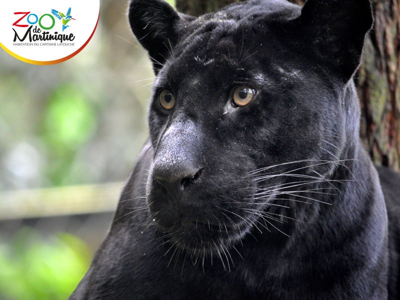Faya La magnifique - Jaguar noire