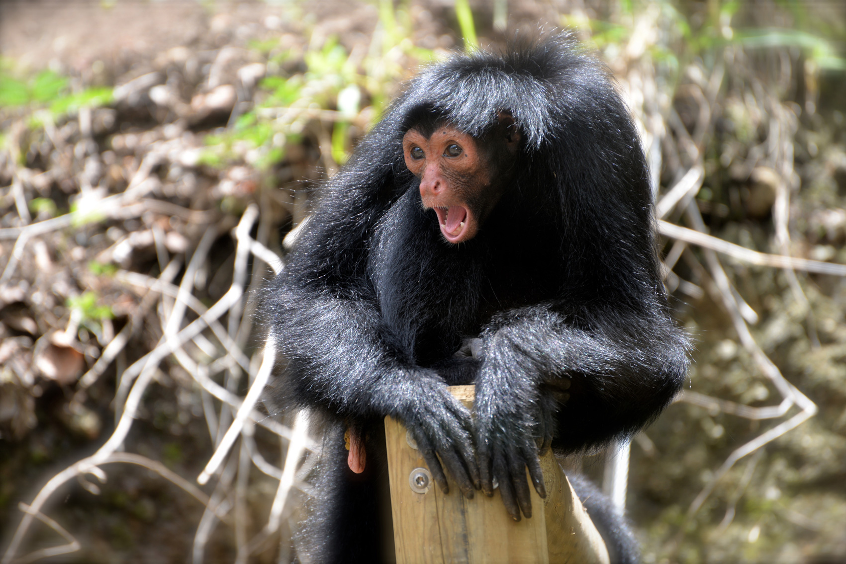 Les singes Atèle