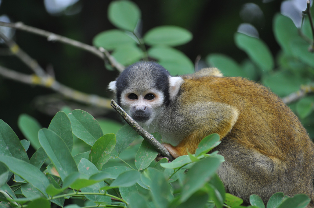 Les singes écureuil Saïmiri