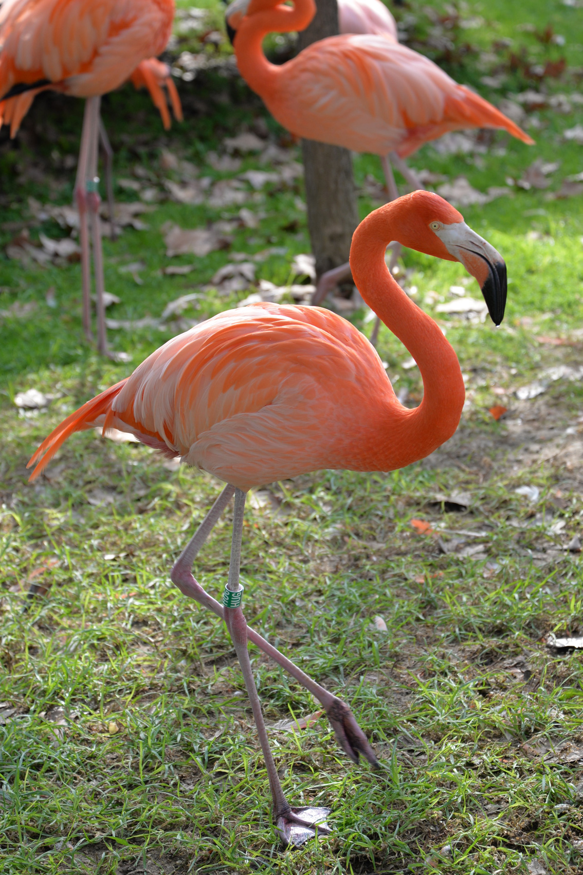 Les flamants roses