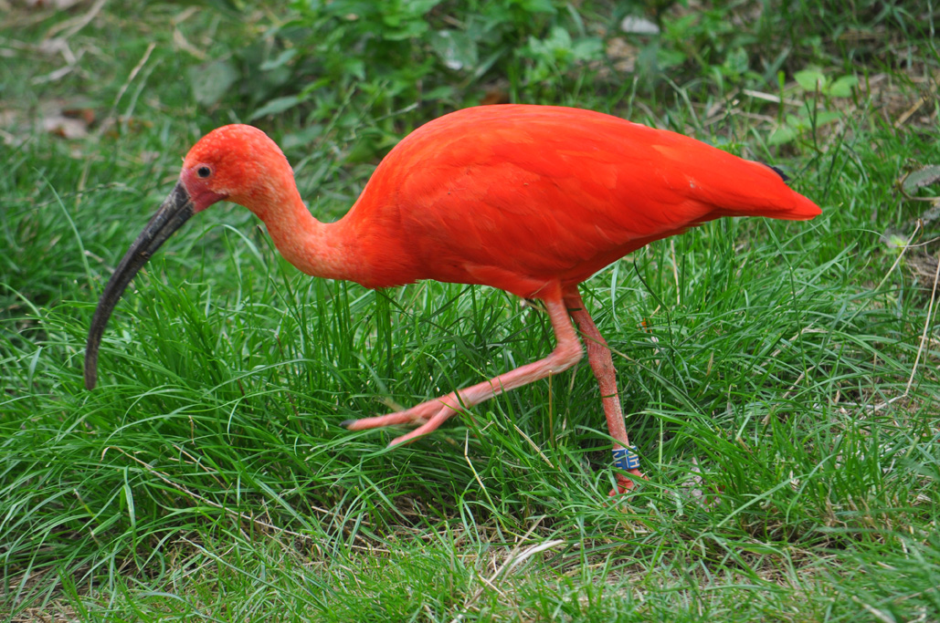 Les Ibis rouges