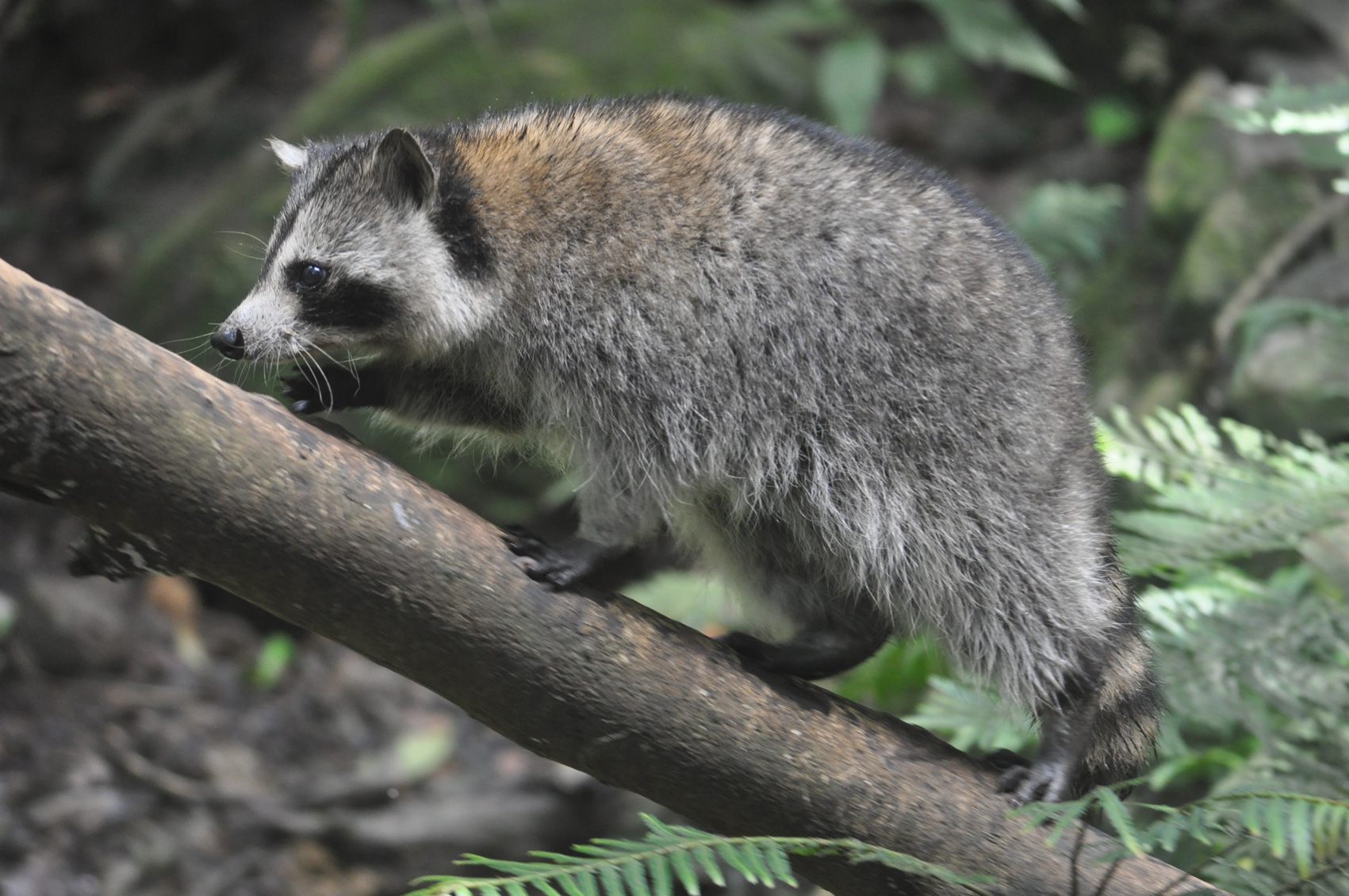 Les racoons