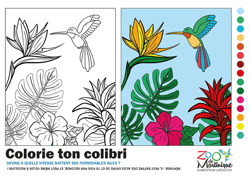 Jeux Coloriages Zoo De Martinique
