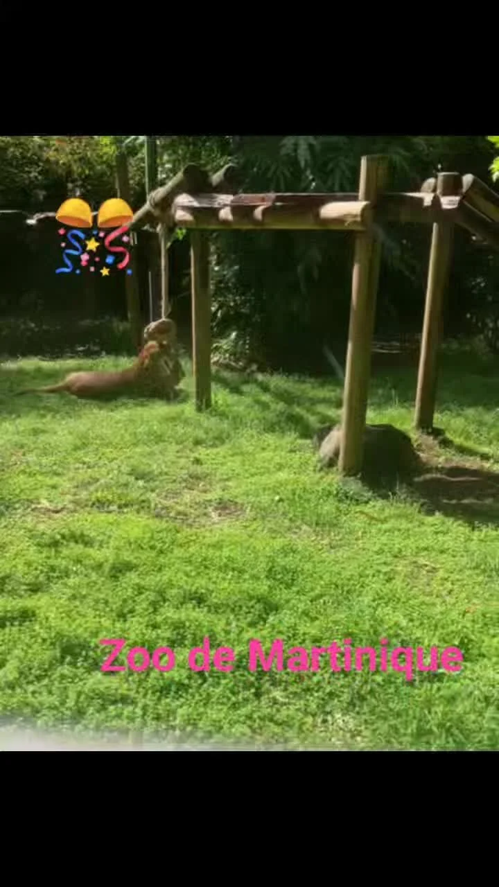 PHOTOS — Zoo de Martinique