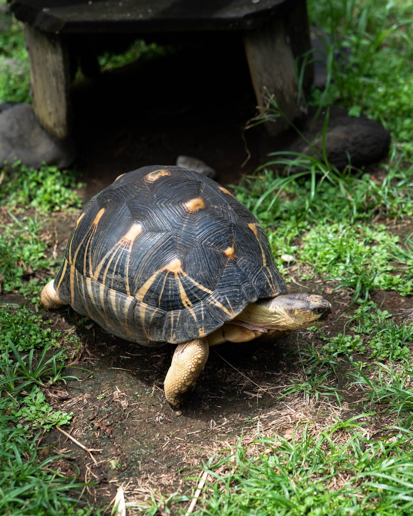 #Quizz⁉️
Au zoo, il y a une multitude de tortues, chacune avec des caract&eacute;ristiques diff&eacute;rentes. 🐢
Qui parmi vous arrive &agrave; reconna&icirc;tre cette esp&egrave;ce ?🧐👀

#tortue #animallovers #zoodemartinique #decouverte #activite