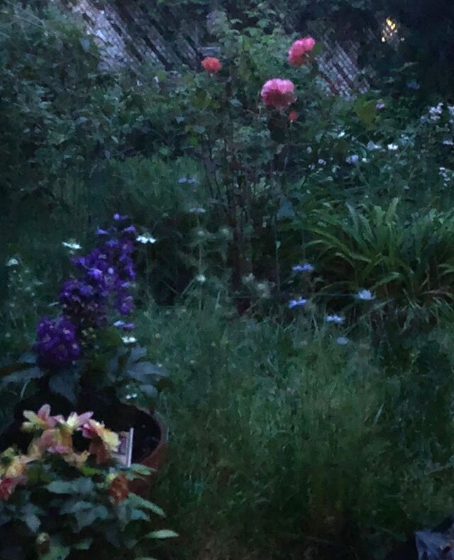 Evening garden with dahlias, larkspur, roses, and love-in-a-mist!⁠
⁠
⁠
#votm #votmperfume #villaofthemysteries #naturalperfume #naturesapothecary #plantbased #essentialoils #garden #gardening