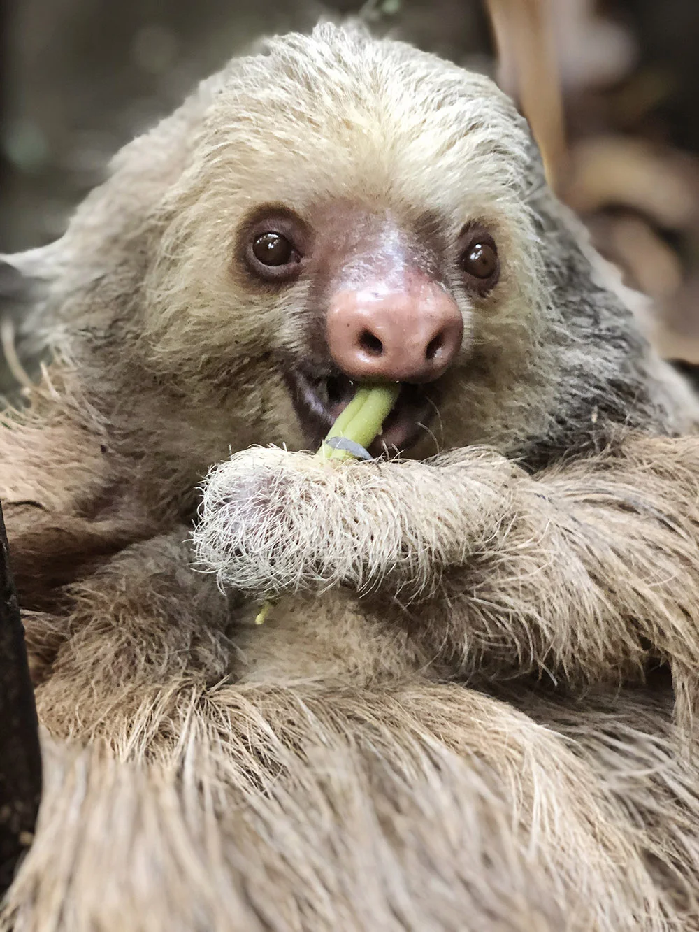 A Sloth chews on a green bean