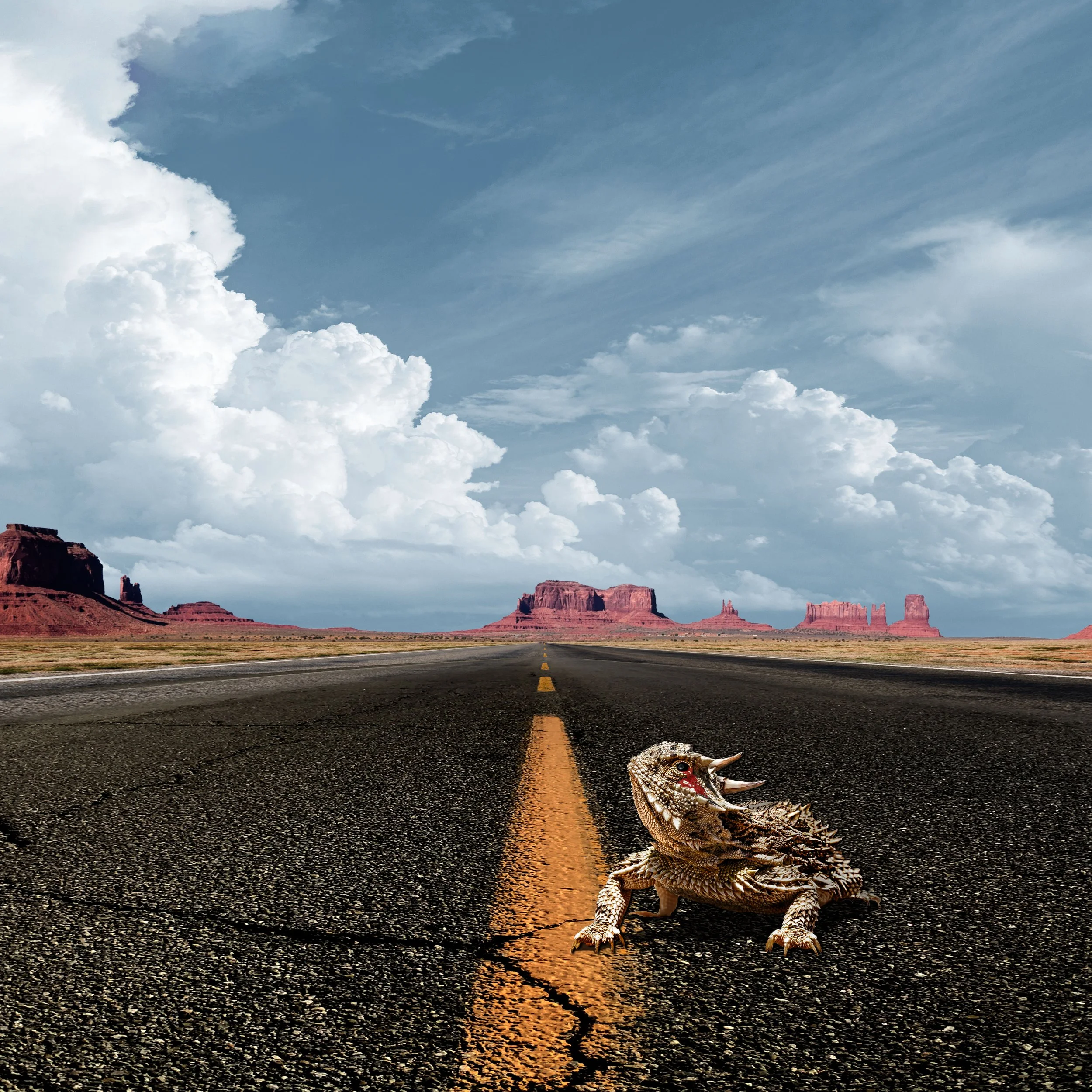 Toad HWY Full.jpg