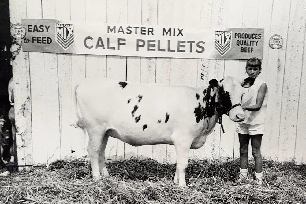 1954. Blue grass calf cow. Photo info_1.jpg