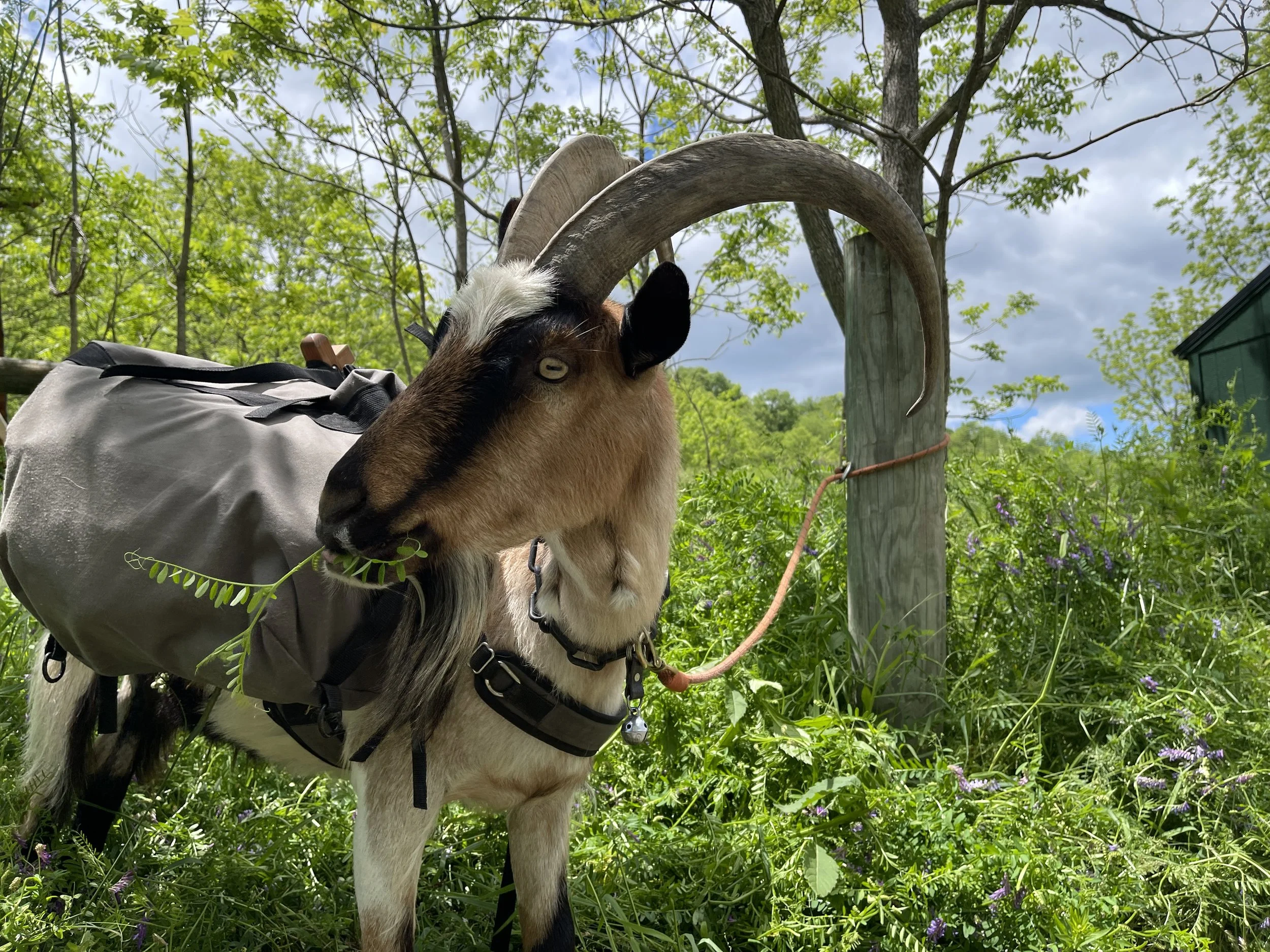 Goats on The Greenbrier