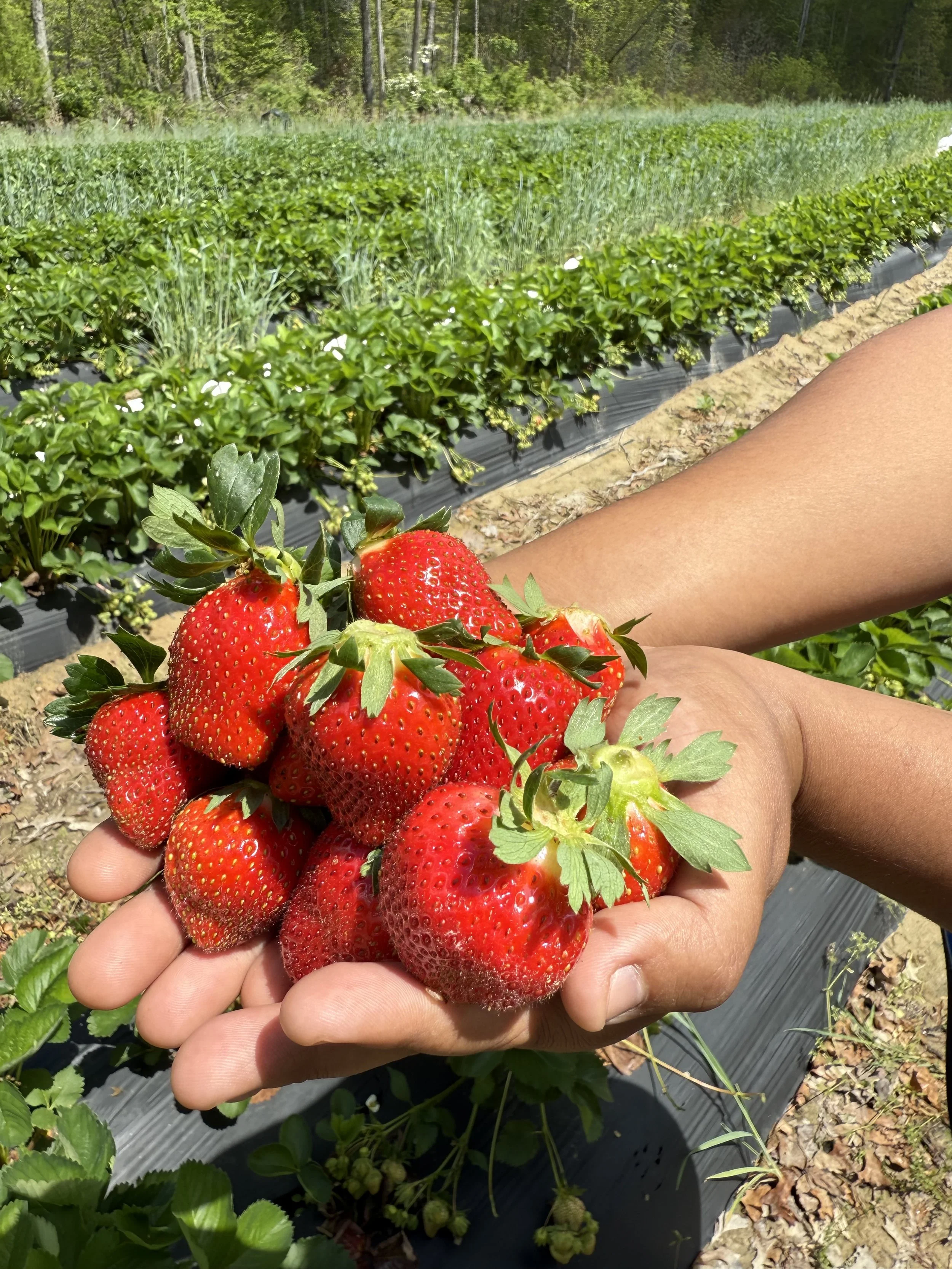 More Than Just Strawberries