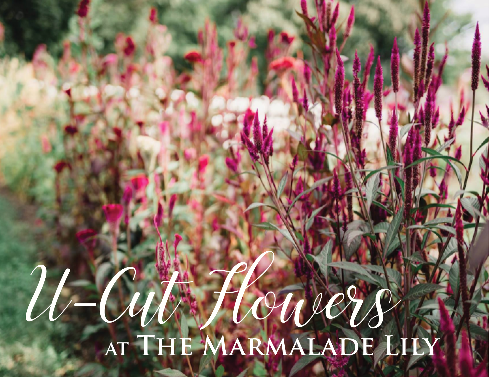 Join us for u-cut flowers in the gardens! At The Marmalade Lily, we have a weekly selection of seasonal flowers available. You will be greeted with a basket, clippers, and a tour of the fresh blooms available! Bring your favorite vase to arrange your flowers or have your bouquet wrapped to go. Pricing is per stem and typically ranges from $0.50 to $4.00. Parking is complimentary. Reservations not required, but please email or call ahead for groups larger than 6 (themarmaladelily@ gmail.com/5136046561 ). Our projected availability is updated weekly on Mondays. Projected Availability: Ammi Astrantia Bachelor Buttons Chocolate Cosmos Dill Godetia Gomphrena Hydrangea (limited) Lisianthus (limited) Mountain Mint Nigella pods Ninebark Penstemmon Salvia Snapdragons Veronica Yarrow Zinnia (limited) And during the month of July, take a photo at The Marmalade U-Cuts, post it to Facebook or Instagram using the hashtag #themarmaladelilyflowers , and you will be entered into a drawing for a $15 gift card to a future u-cut event!