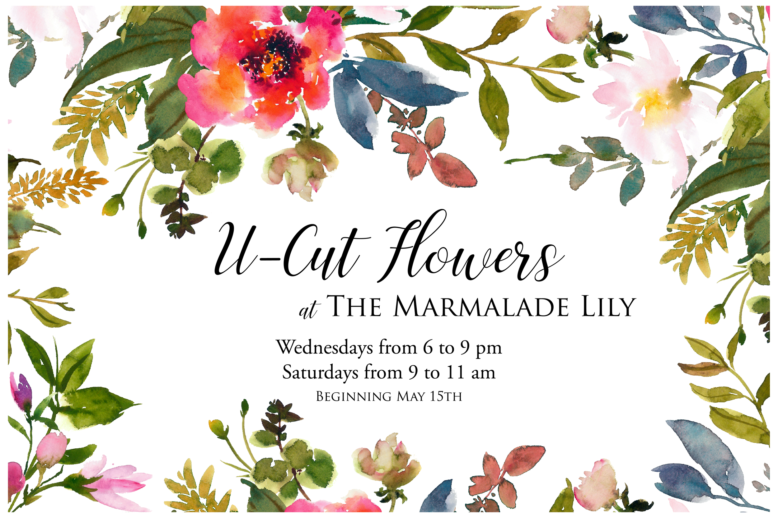 Join us for u-cut flowers! When you arrive, we will be happy to show you what flowers we have on hand, and our flowers are priced anywhere from $0.50 for a zinnia to $4.00 for huge hydrangea stems. We provide clippers, baskets to gather the flowers, and water for our guests. Please reserve a table if you have more than 8 people or so coming. The flowers are located throughout the farm, so wear your sneakers/boots to forage. Feel free to bring your favorite vase and arrange your flowers on site! Visitors are welcome to bring their friends and a bottle of wine to share! Please check our website or facebook for any cancellations due to weather/private events before you come!