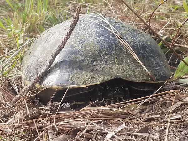 FL.1.29.18.jpg