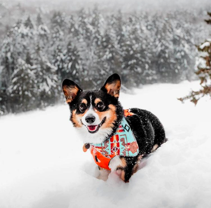 Banded Pines - Dog in Snow.png