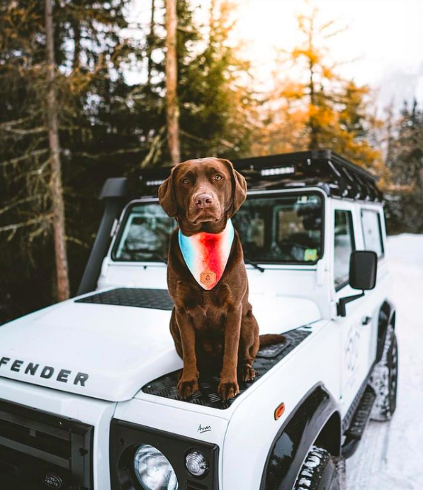 Banded Pines - Dog on Jeep.png
