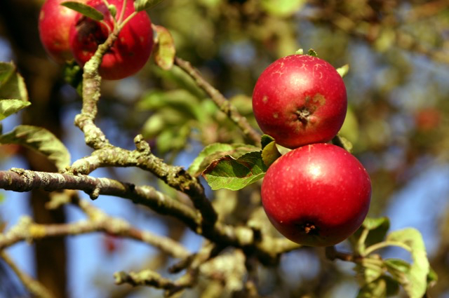 Apples in the Orchard.jpg