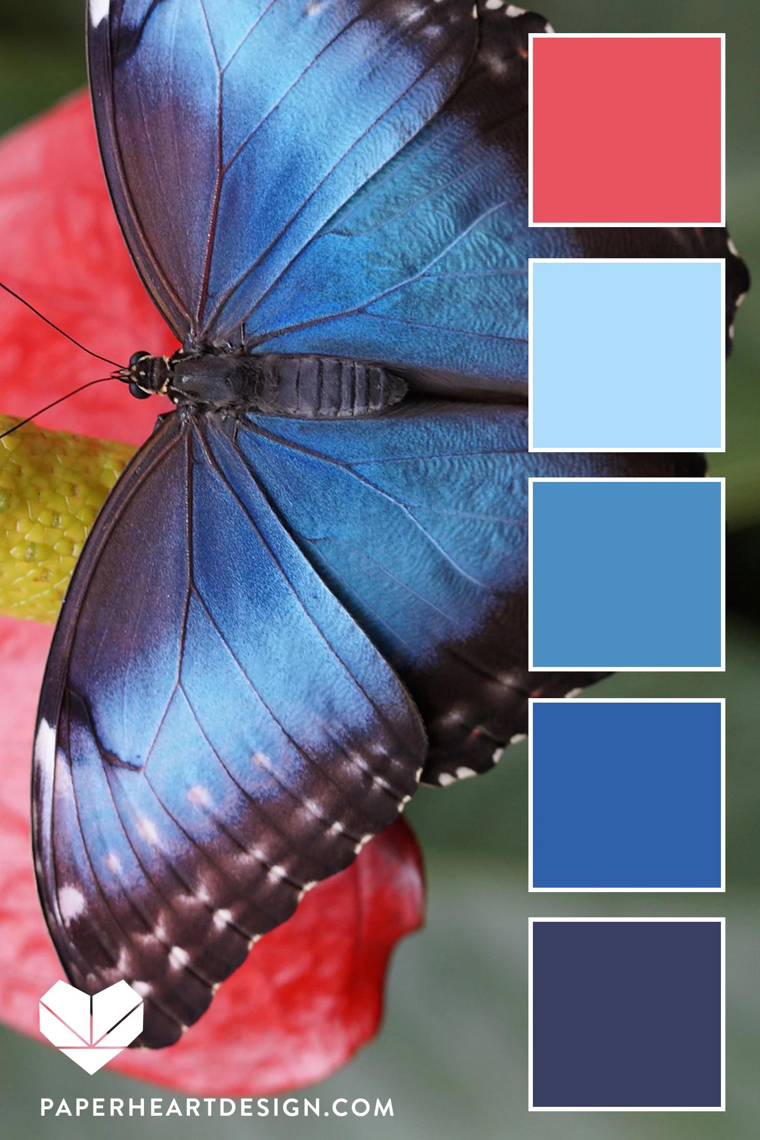 Blue Morpho Vert.jpg