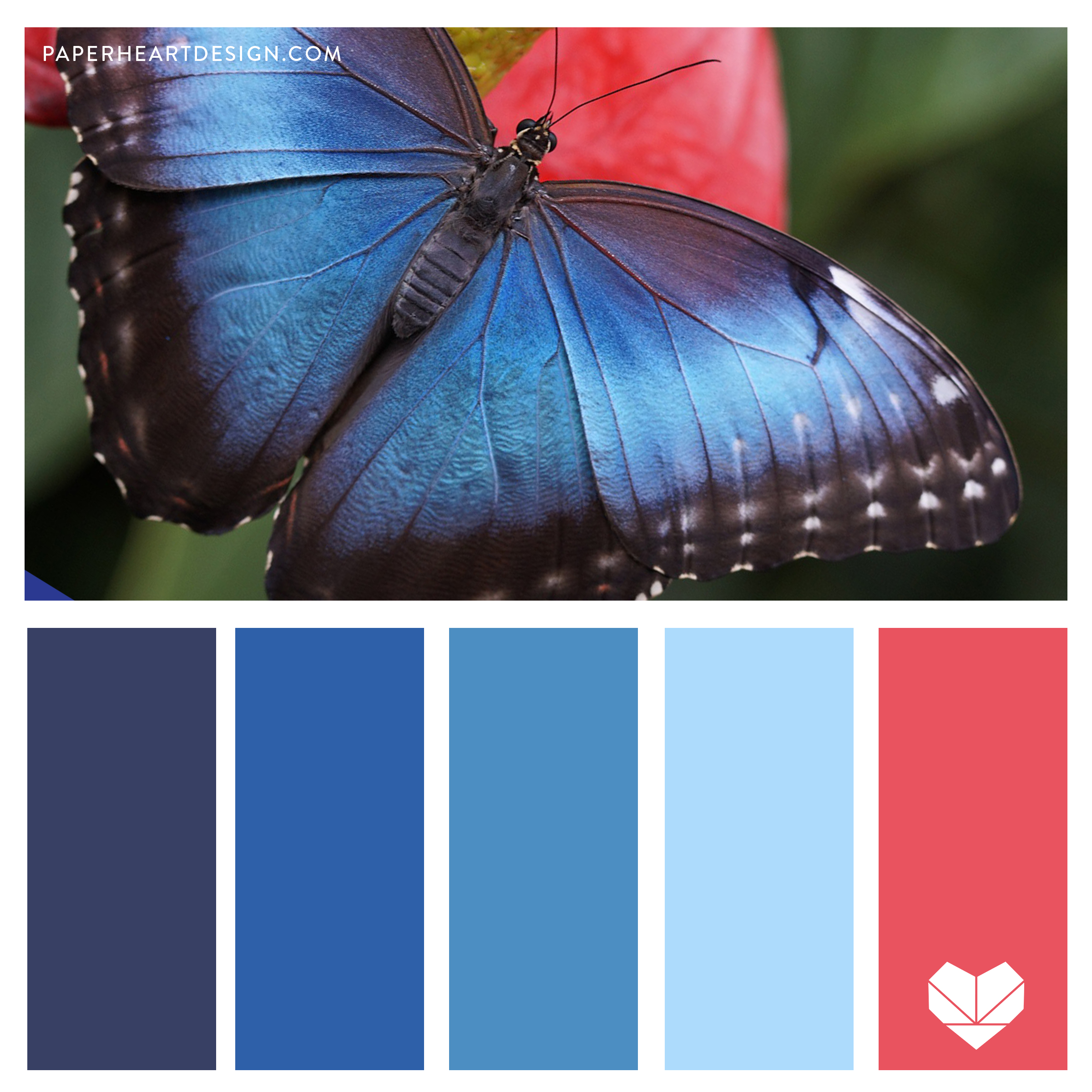 Butterfly Color Palettes | 230 Monarch Butterfly Color Palette ideas in ...